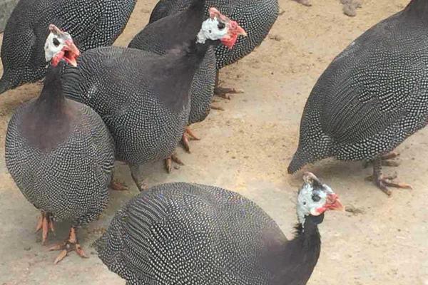 珍珠鸡几个月下蛋?