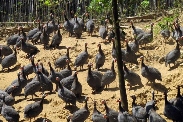 珍珠鸡几个月下蛋?