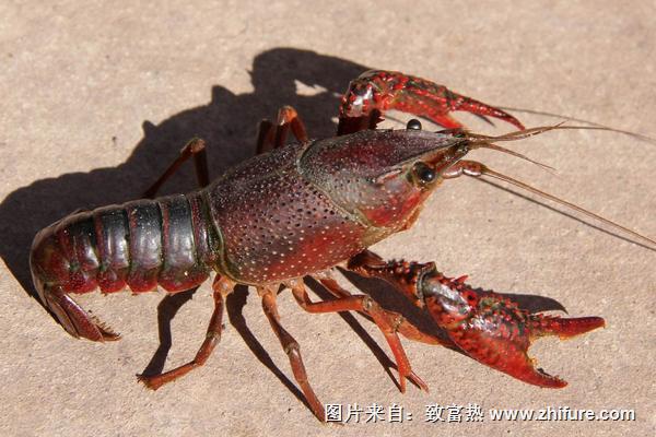 小龙虾种苗价格多少钱一斤?