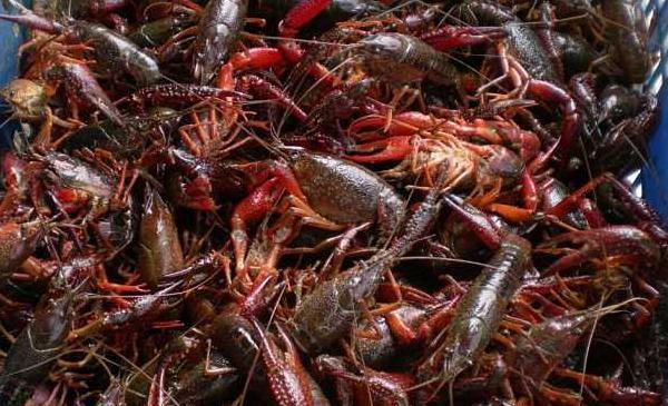 小龙虾种苗价格多少钱一斤？