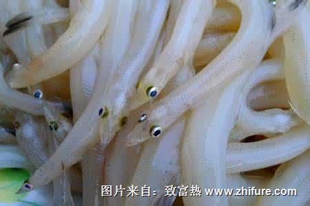 银鱼的保鲜加工