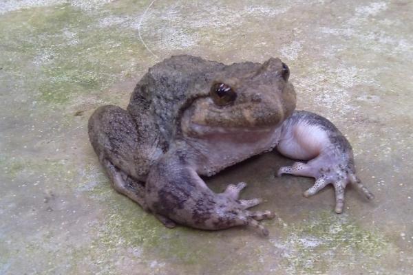 石蛙的营养价值