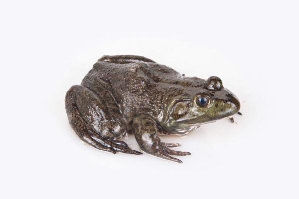 石蛙和牛蛙的区别?