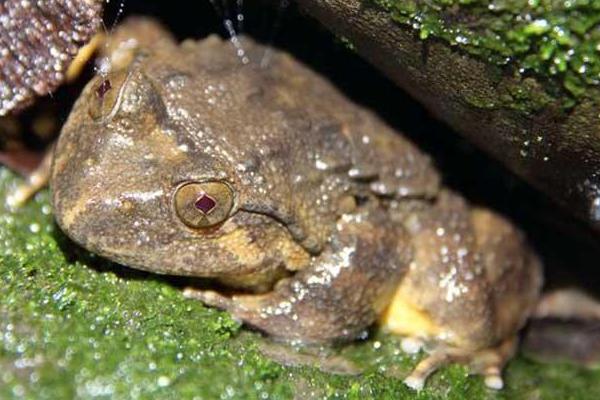 石蛙和牛蛙的区别?