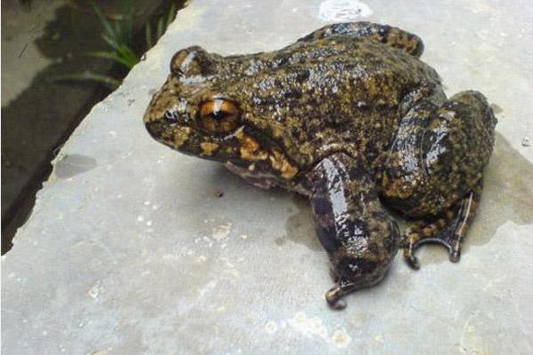 石蛙和牛蛙的区别?