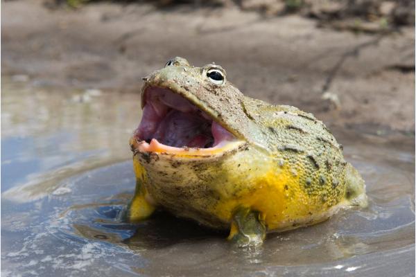 石蛙和牛蛙的区别?