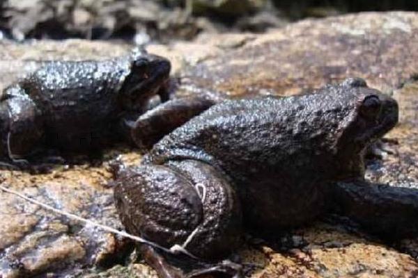 石蛙和牛蛙的区别?