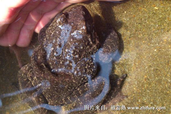 石蛙市场价格多少钱一斤?