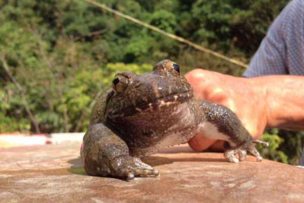 石蛙市场价格多少钱一斤?