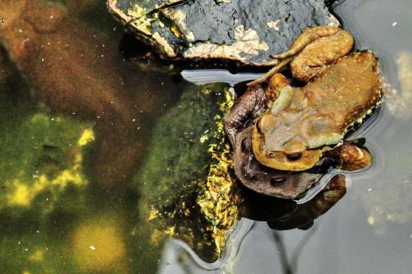 石蛙市场价格多少钱一斤?