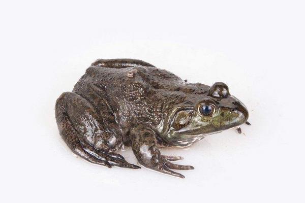 石蛙市场价格多少钱一斤?