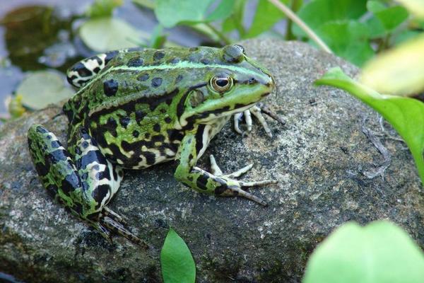 石蛙市场价格多少钱一斤?