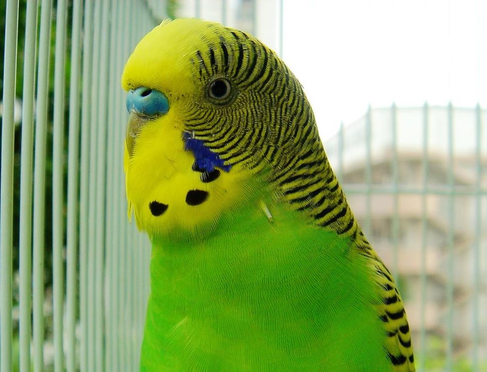 虎皮鹦鹉孵化箱制作方法（图解）