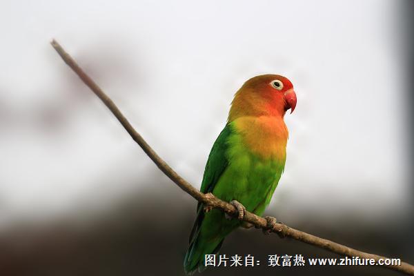 虎皮鹦鹉寿命有多长?