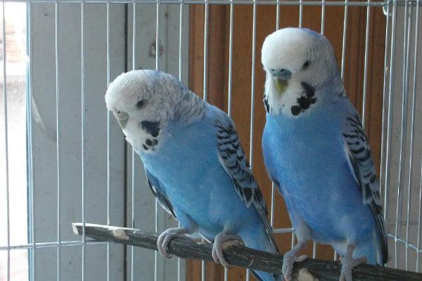 虎皮鹦鹉怎么养？虎皮鹦鹉吃什么食物？