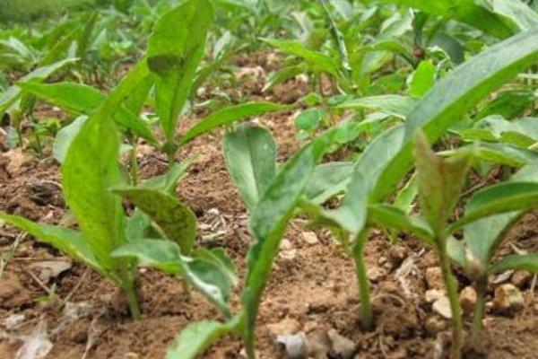 半夏常见三大病害的防治