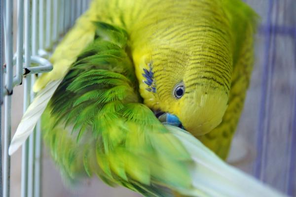 虎皮鹦鹉怎么养？虎皮鹦鹉吃什么食物？