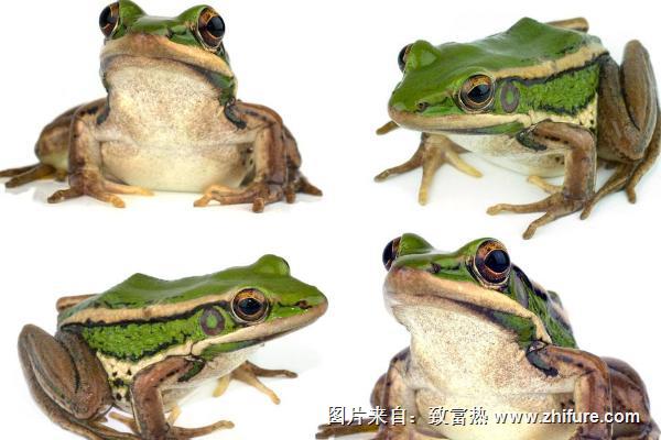 吃青蛙有什么好处?