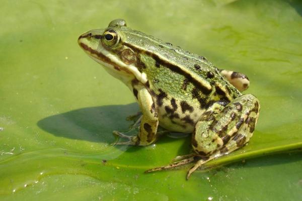 吃青蛙有什么好处?