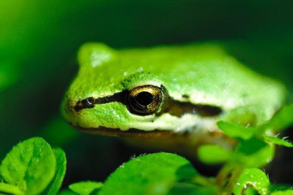 吃青蛙有什么好处?