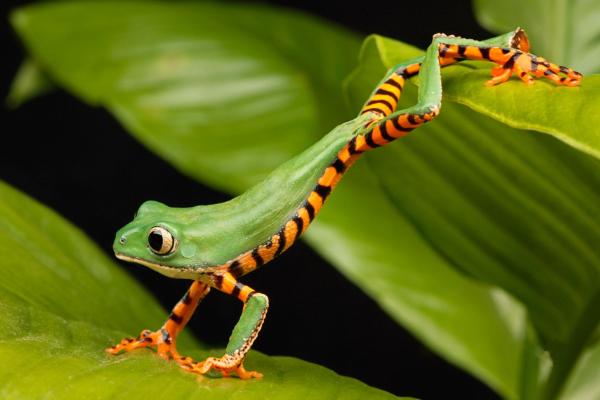 吃青蛙有什么好处?