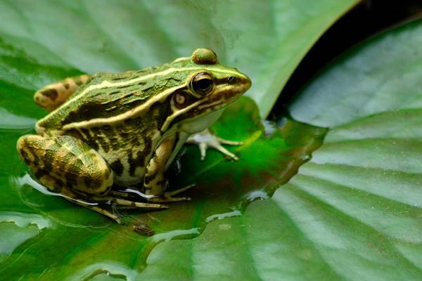 吃青蛙有什么好处?