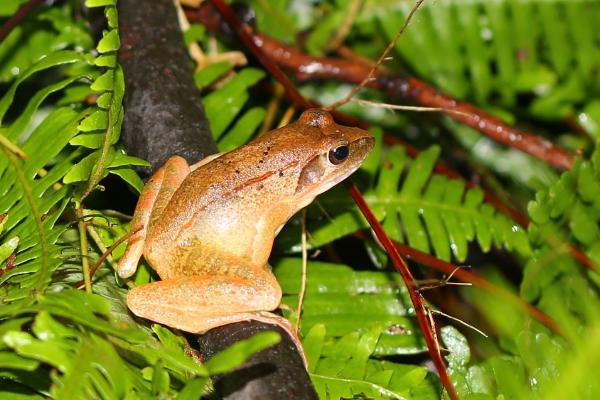林蛙是几级保护动物？