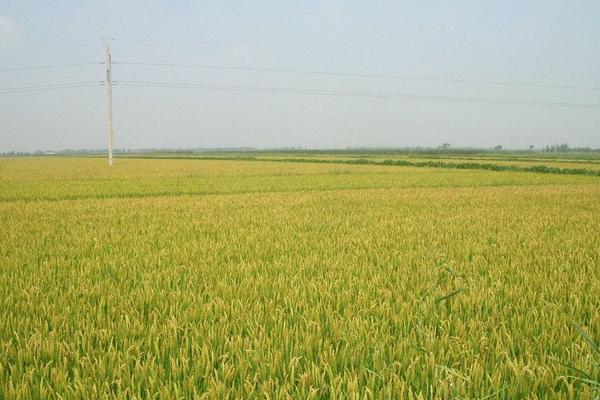 种一亩水稻能赚多少钱？种水稻的成本和利润