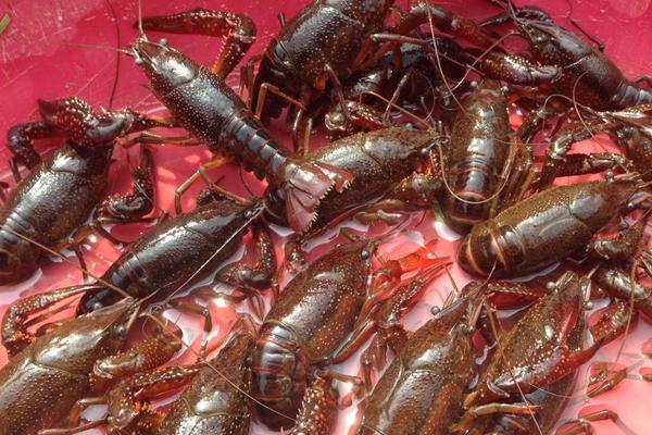 小龙虾养殖成本与利润