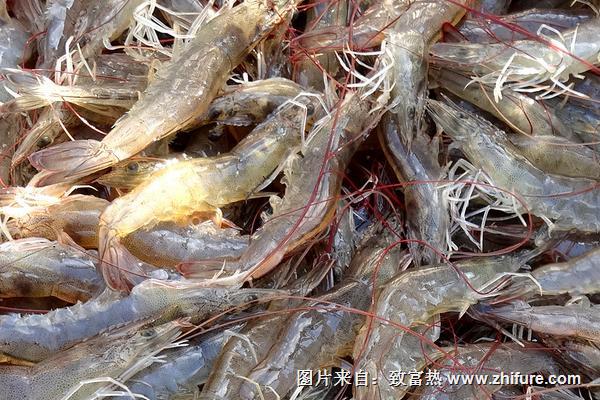 淡水虾养殖条件有哪些?