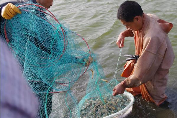 淡水虾养殖条件有哪些?