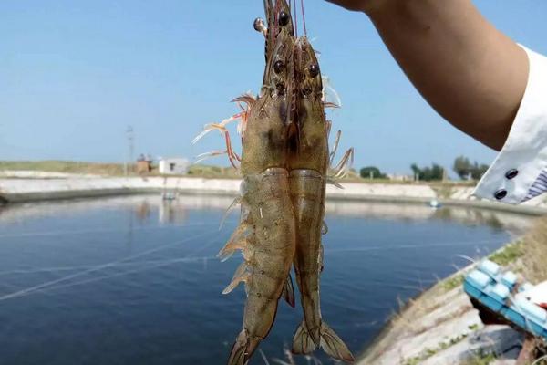 淡水虾养殖条件有哪些?