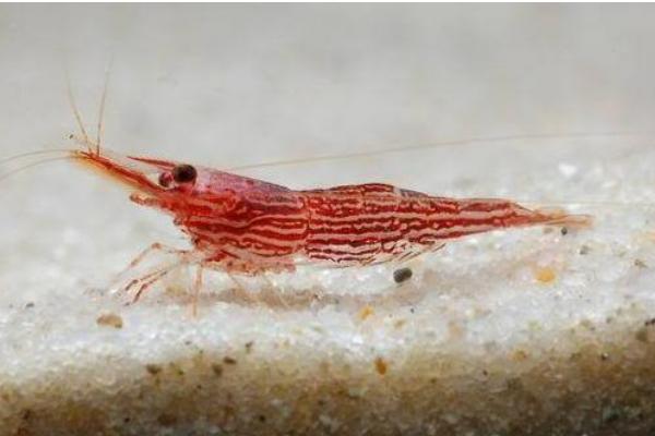 淡水虾养殖条件有哪些?