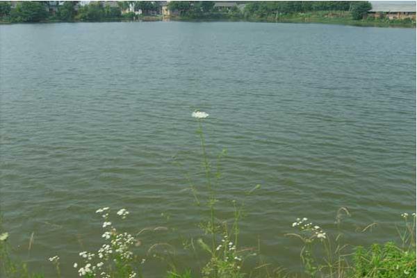 池塘养鱼怎么养?有哪些需要注意的?