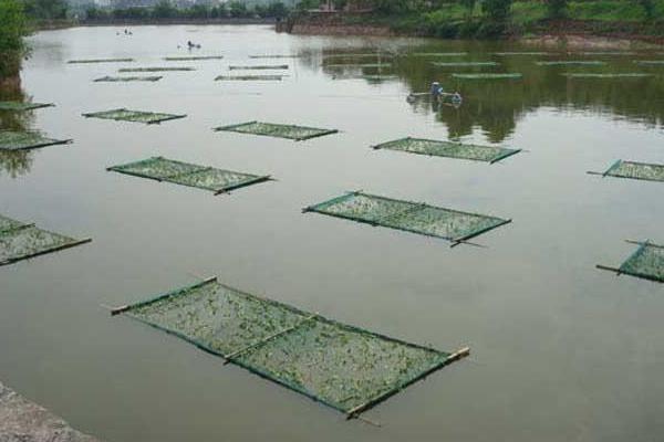 池塘养鱼怎么养?有哪些需要注意的?