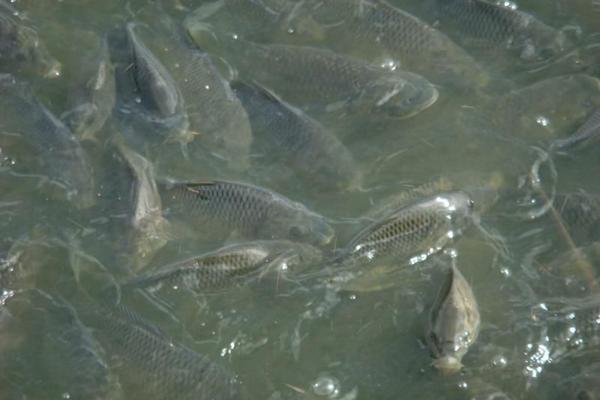 池塘养鱼怎么养?有哪些需要注意的?