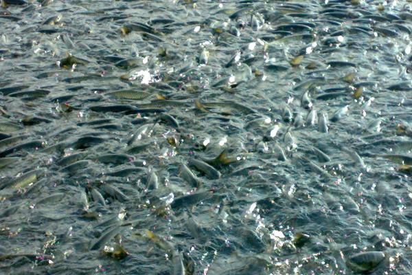 池塘养鱼怎么养?有哪些需要注意的?