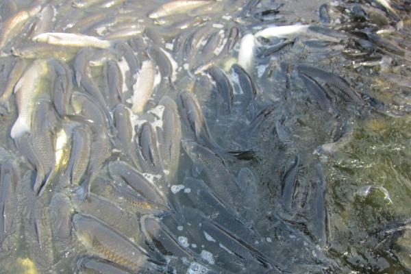 池塘养鱼怎么养?有哪些需要注意的?