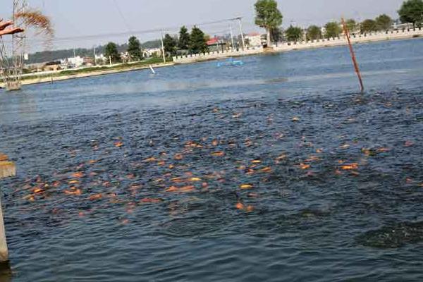 池塘养鱼怎么养?有哪些需要注意的?