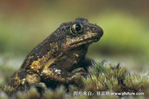 蟾蜍的药用价值是什么?