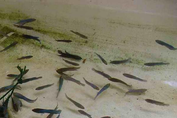 池塘养鱼怎么养?有哪些需要注意的?