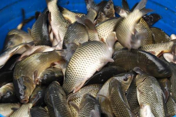 池塘养鱼怎么养?有哪些需要注意的?