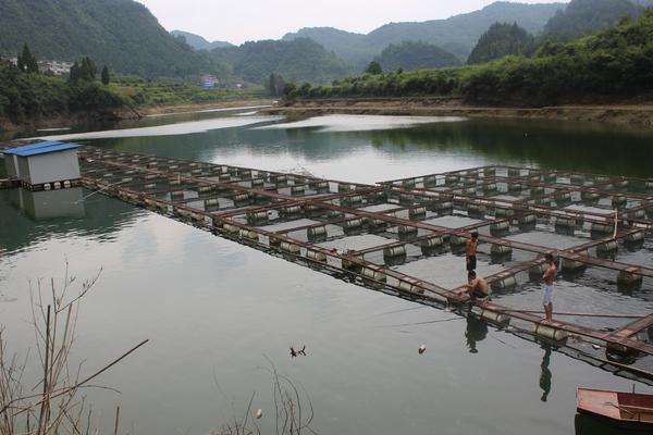 池塘养鱼怎么养?有哪些需要注意的?