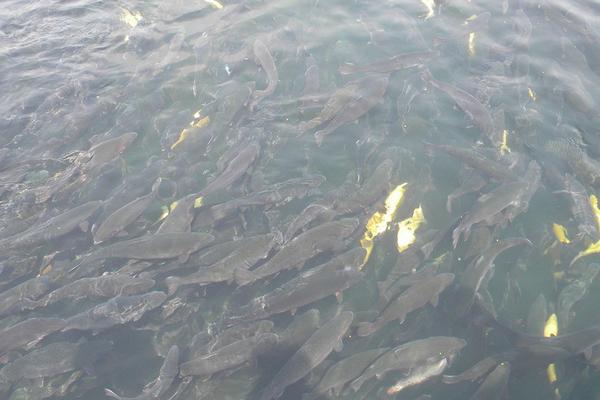 池塘养鱼怎么养?有哪些需要注意的?