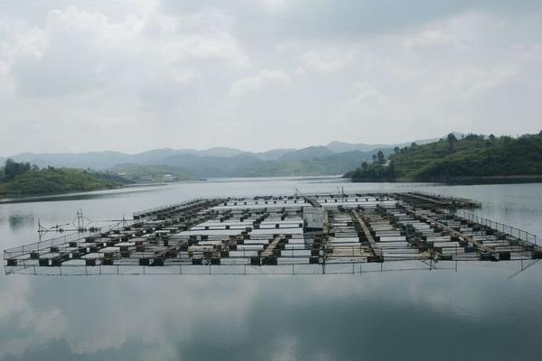 池塘养鱼怎么养?有哪些需要注意的?