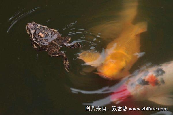 梦见蟾蜍是什么意思？