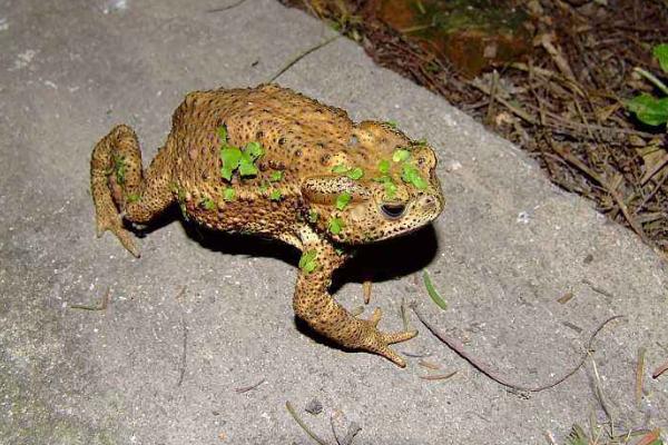 梦见蟾蜍是什么意思?