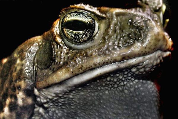 梦见蟾蜍是什么意思?