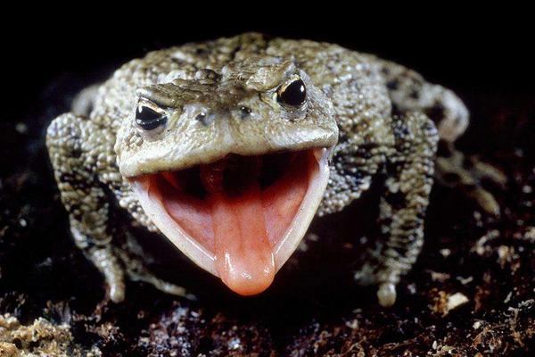 梦见蟾蜍是什么意思?