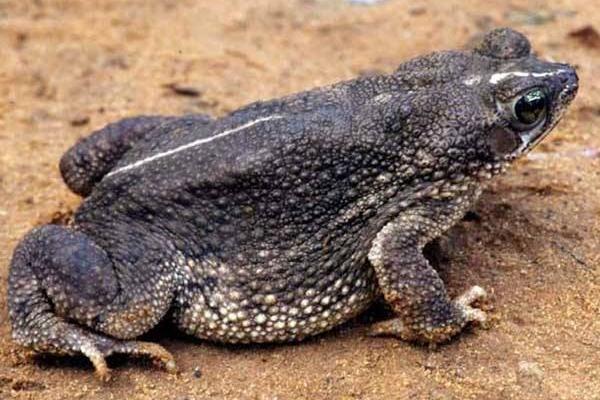 梦见蟾蜍是什么意思?